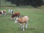 Austrian cows -- with cowbells!