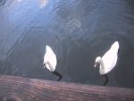 Swans
